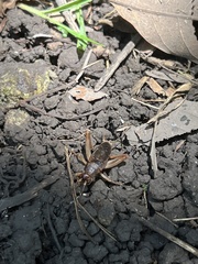 Anurogryllus celerinictus