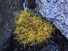 Ahnfeltiopsis concinna