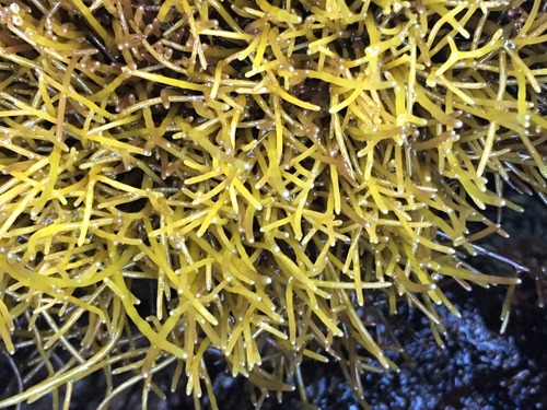 Ahnfeltiopsis observed 2018-07-01