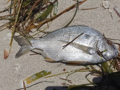 Archosargus rhomboidalis