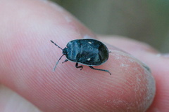 Adomerus biguttatus