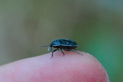 Adomerus biguttatus