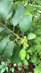 Frangula alnus