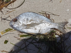 Archosargus rhomboidalis