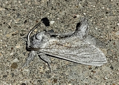 Inguromorpha itzalana