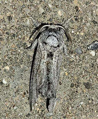 Inguromorpha itzalana