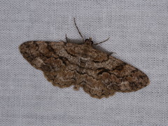 Peribatodes secundaria