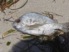 Archosargus rhomboidalis