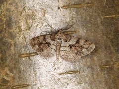 Peribatodes secundaria