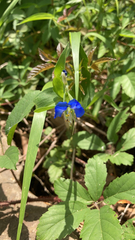 Commelina communis