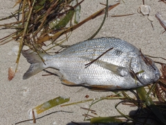 Archosargus rhomboidalis