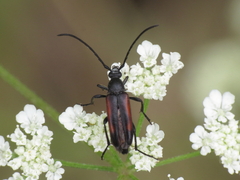 Stenurella approximans