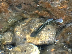 Kelloggella oligolepis