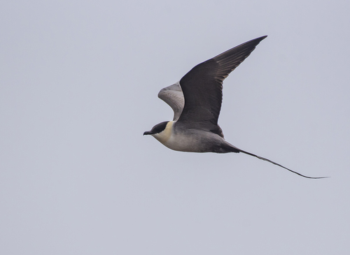Págalo rabero (Stercorarius longicaudus)