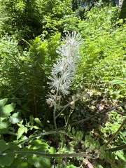 Actaea elata