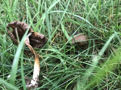 Conocybe tenera