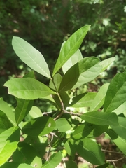 Semialarium mexicanum