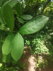 Semialarium mexicanum