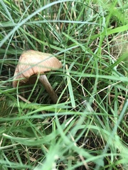 Conocybe tenera
