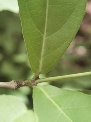 Semialarium mexicanum