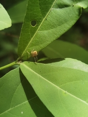 Semialarium mexicanum