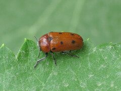 Tituboea biguttata
