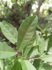 Semialarium mexicanum