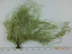 Usnea pacificana