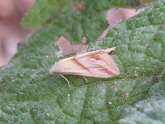 Eublemma cochylioides