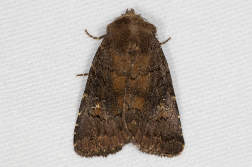 Brown Rustic