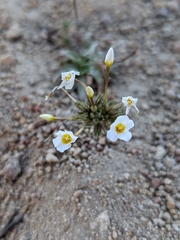 Leptosiphon breviculus