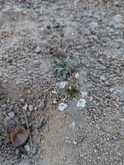 Leptosiphon breviculus