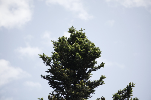Abies alba — photo 3