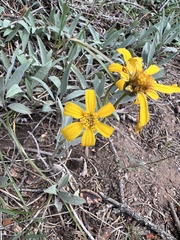 Arnica dealbata