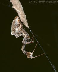 Uloborus glomosus image
