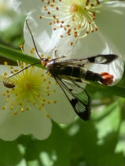 Synanthedon acerrubri