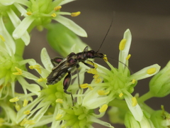 Oedemera basalis