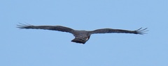 African Cuckoo-Hawk photo 4