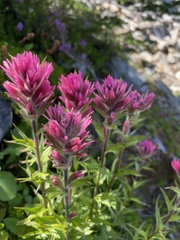 Castilleja parviflora olympica