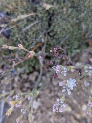 Eriogonum kennedyi