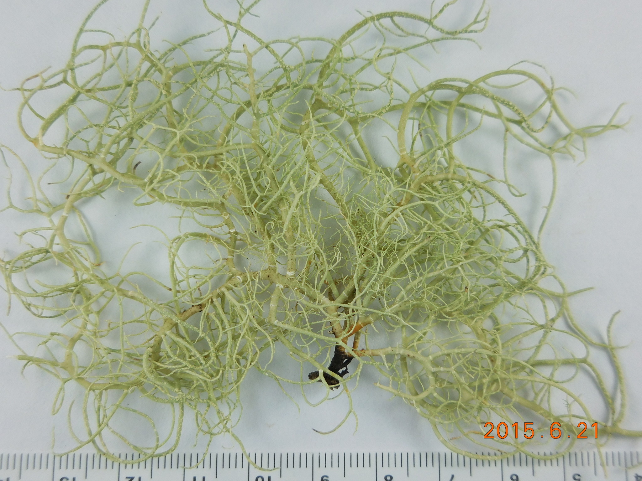 Usnea subfloridana image