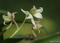 Prosthechea fragrans