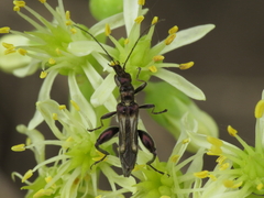 Oedemera basalis