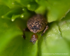 Acanthoscelidius acephalus