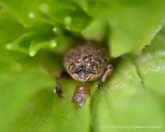 Acanthoscelidius acephalus