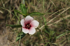 Hibiscus microcarpus
