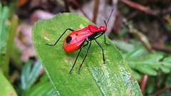 Dindymus rubricus
