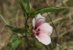 Hibiscus microcarpus