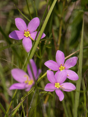 Sabatia campanulata