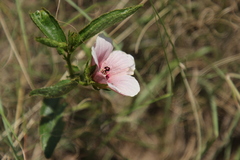 Hibiscus microcarpus